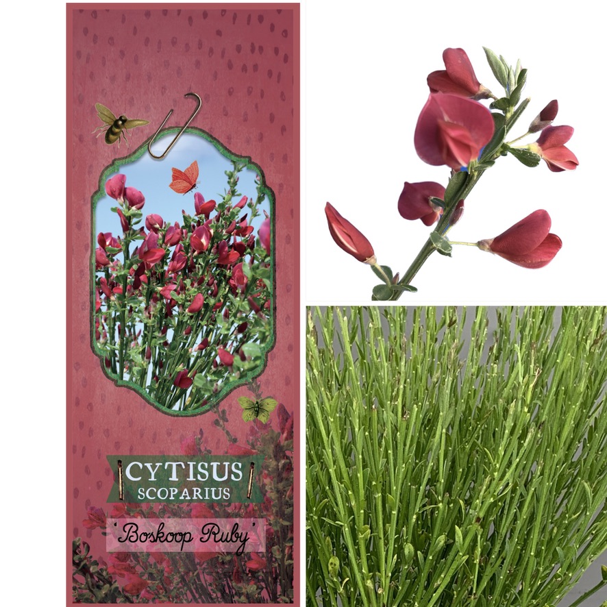 Cytisus 'Boskoop Ruby'