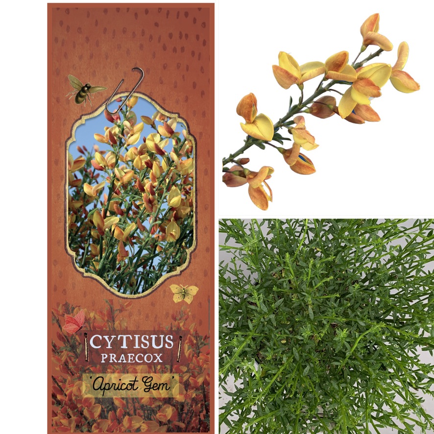 Cytisus 'Apricot Gem'