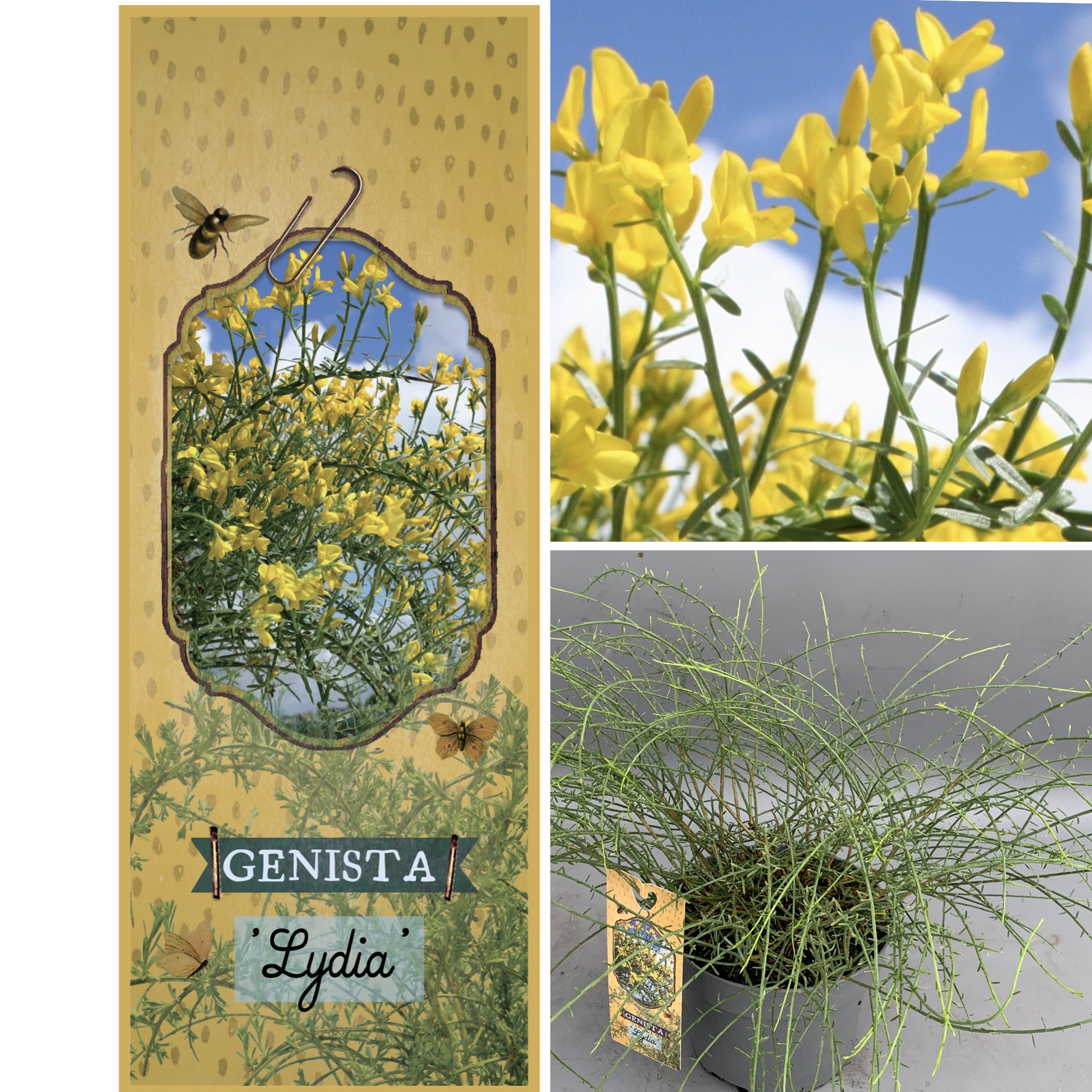 Genista 'Lydia'